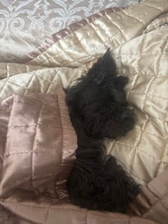 Small dog resting comfortably at home